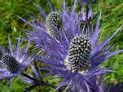 Шале Rifugio Prati Del Vallone Pietraporzio