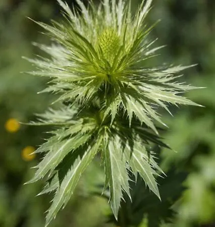 Шале Rifugio Prati Del Vallone Pietraporzio