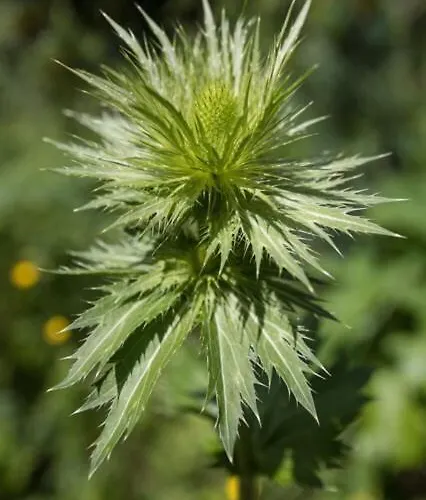 シャレー Rifugio Prati Del Vallone Pietraporzio